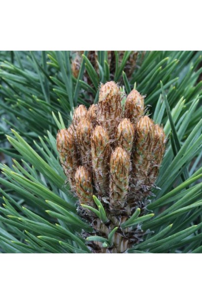 Pinus nigra Pierrick Bregeon on shtambe